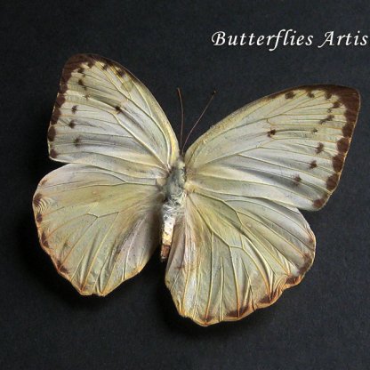 Phoebis Philea Female Yellow Sulphur Real Butterfly Framed Entomology Shadowbox