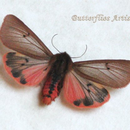 Phragmatobia Fuliginosa Real Ruby Tiger Moth Framed Entomology Shadowbox