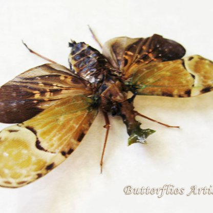 Phrictus Buchei Rare Flying Dragon Real Lanternfly Framed Entomology Shadowbox