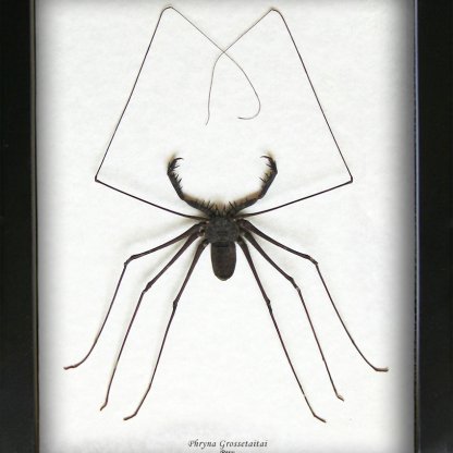 Phryna Grossetaitai XXL Whip Spider Tailless Scorpions Framed Entomology Display