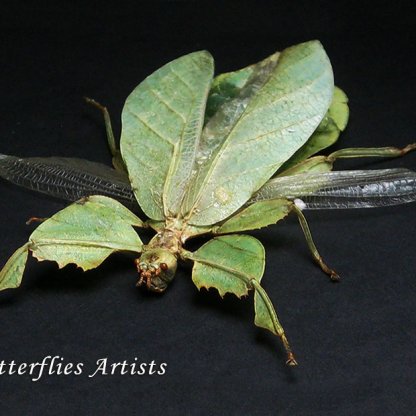 Phyllium Celebicum Rare Real Walking Leaf Mimic Framed Entomology Shadowbox