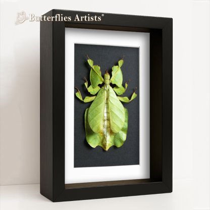 •Phyllium Pulchrifolium Walking Leaf High-Contrast Framed Shadowbox Display