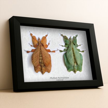 • Phyllium Pulchrifolium Orange & Green Form Leaf Insects Framed Entomology Shadowbox Display
