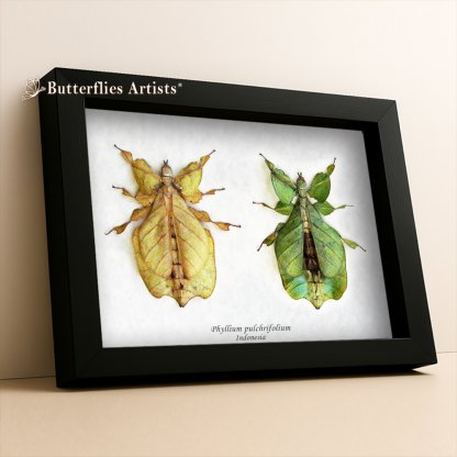 • Phyllium Pulchrifolium Yellow & Green Form Leaf Insects Framed Entomology Shadowbox Display