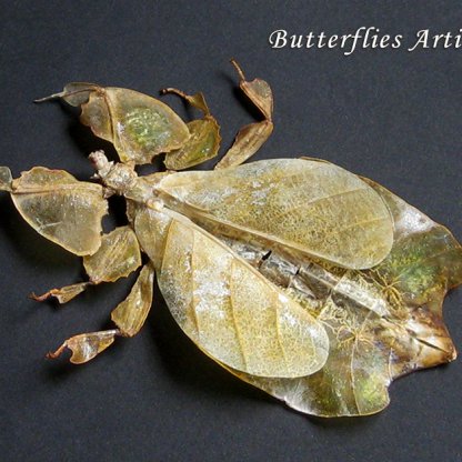 Phyllium Pulchrifolium Yellow Walking Leaf Real Bug Framed Entomology Shadowbox