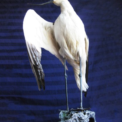 Pied Avocet Recurvirostra Avosetta Real Stuffed Bird Mount Taxidermy Scientific Zoology
