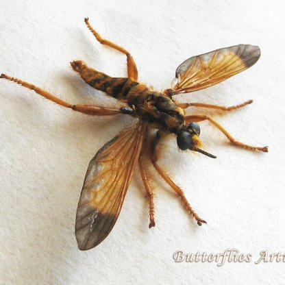 Pogonosoma maroccanum Rare Bee-mimic Robber Fly Real Framed Entomology Shadowbox