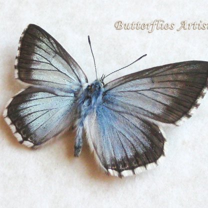 Polyommatus Coridon Chalk-hill Blue Real Butterfly Framed Entomology Shadowbox