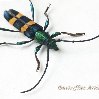 Polyzonus Opacus Blue-green Metallic Longhorn Beetle Framed Entomology Shadowbox