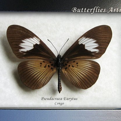 Pseudacraea Eurytus False Wanderer  Real Butterfly Framed Entomology Shadowbox