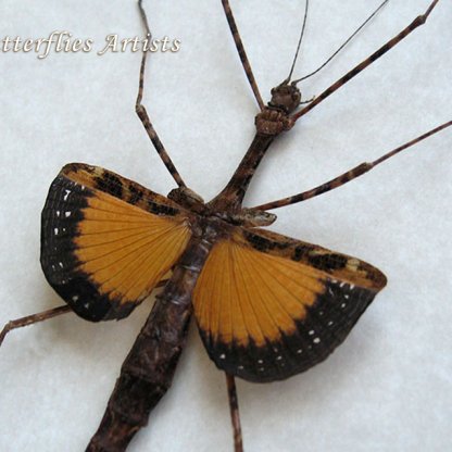 Pseudodiacantha Macklottii Reddish Orange Stick Framed Entomology Shadowbox