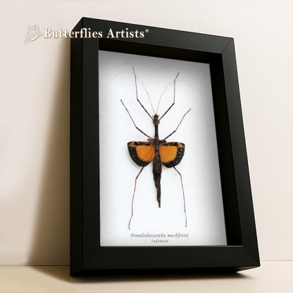 •Pseudodiacantha Macklottii Female Javanese Lichen Stick Insect Framed Entomology Shadowbox Display