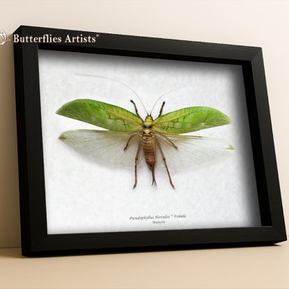 Pseudophyllus Hercules Leaf Mimic Real Katydid Grasshopper Framed Entomology Shadowbox