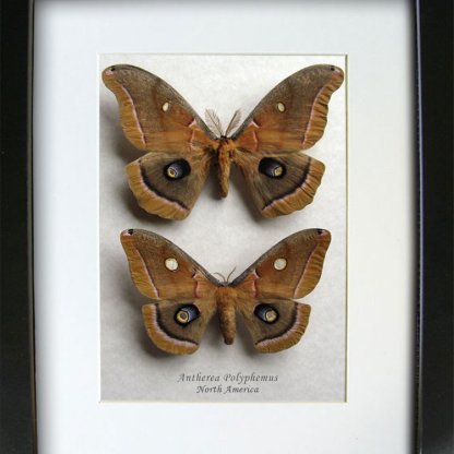 Purplish Eyespots Antheraea Polyphemus PAIR Real Silk Moths Framed Entomology Shadowbox