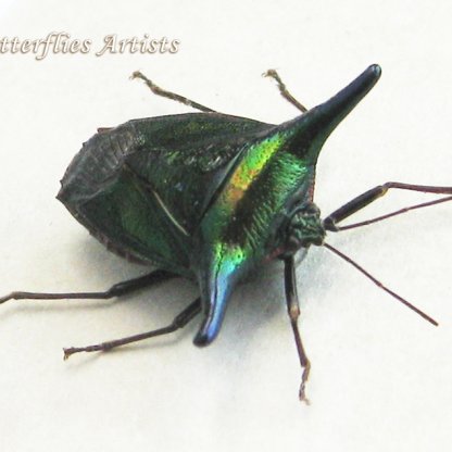 Pygoplatys Metallic Green Purple Horned Shield Bug Framed Entomology Shadowbox