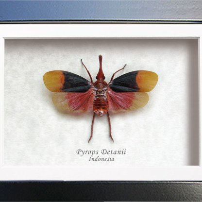 Pyrops Detanii Red Nose Real Lanternfly Framed Entomology Collectible Shadowbox