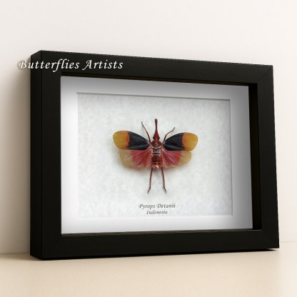 Pyrops Detanii Red Nose Real Lanternfly Framed Entomology Collectible Shadowbox
