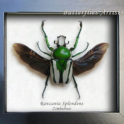 Ranzania Splendens Regal Fruit Chafer Real Beetle Framed Entomology Shadowbox