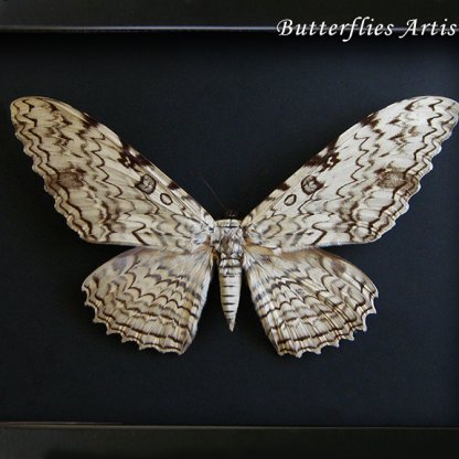 Rare Thysania Agrippina XL Giant White Witch Moth Framed Entomology Shadowbox