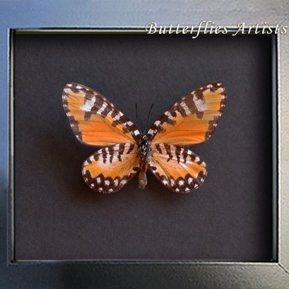 Rare Western Telipna Semirufa African Butterfly Framed Entomology Shadowbox