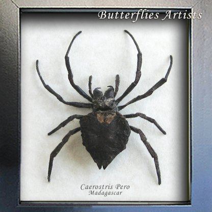 Caerostris Pero Real African Orb-weaver Bark Spider Framed Entomology Shadowbox