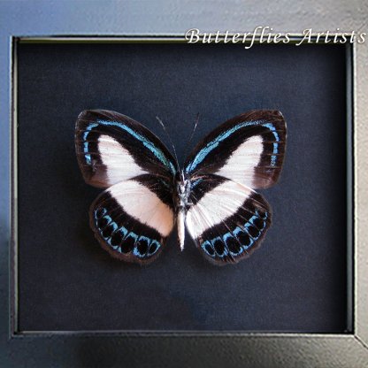 Real Banded Blue Danis Danis Apollonius Butterfly Framed Entomology Shadowbox
