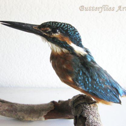 Real Bird Kingfisher Alcedo Atthis Mount Taxidermy Stuffed Scientific Zoology