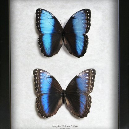 Real Butterflies Blue Morpho Helenor PAIR Framed Entomology Collectible Shadowbox