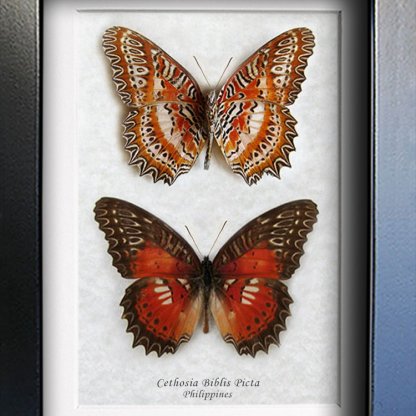 Real Butterflies Set Cethosia Biblis Red Lacewing Framed Entomology Shadowbox