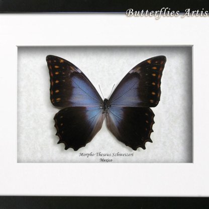 Real Butterfly Morpho Theseus Schweizeri Rare Framed Entomology Shadowbox