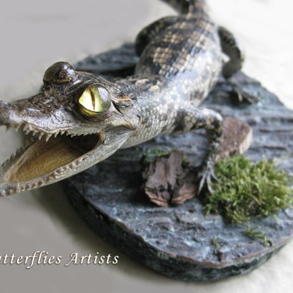 Real Caiman Crocodile Juvenile Crocodilus Spectacled Stuffed Taxidermy Museum