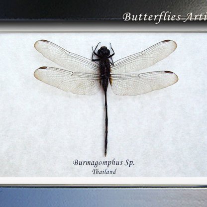 Real Dragonfly Clear Wings Darner Burmagomphus Entomology Collectible Shadowbox