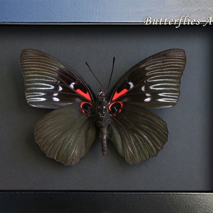 Real Empress Butterfly Sasakia Funebris Rare Framed Entomology Shadowbox