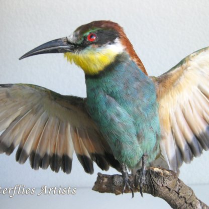 Real European Bee-Eater Bird Taxidermy Stuffed Hunting Trophy Scientific Zoology