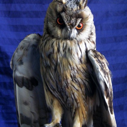 Real European Long-eared Owl Mounted Bird Taxidermy Stuffed Scientific Zoology