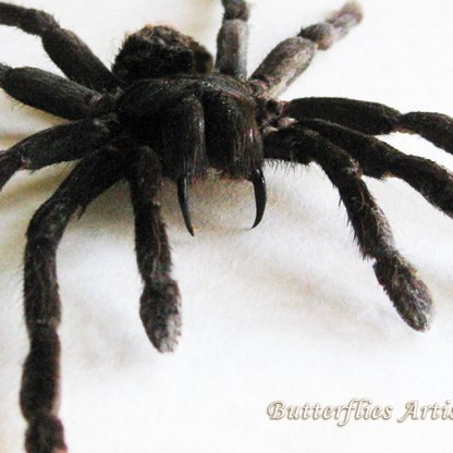 Rare Giant Bird Eating Spider Pamphobeteus Antinous Goliath Tarantula Entomology Shadowbox
