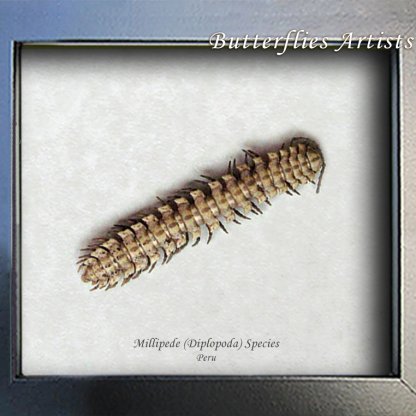 Real Millipede Diplopoda Framed Museum Quality Entomology Collectible Shadowbox