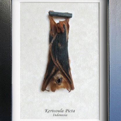 Real Painted Bat Kerivoula Picta Taxidermy Museum Quality Collectible Shadowbox