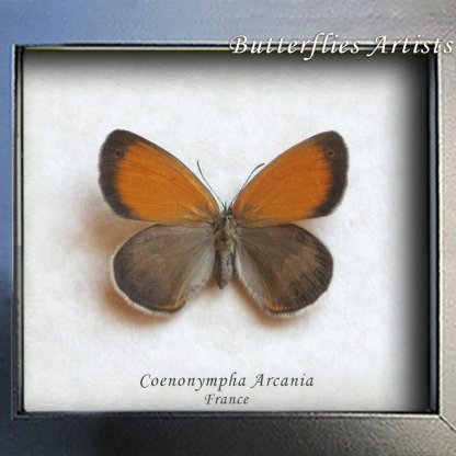 Real Pearly Heath Coenonympha Arcania Butterfly Framed Taxidermy Shadowbox