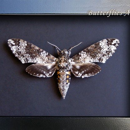 Real Rustic Sphinx Moth Manduca Rustica Female XL Framed Entomology Shadowbox