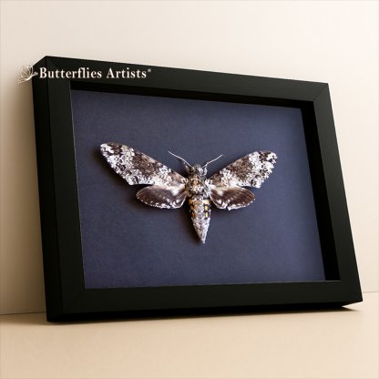 •Manduca Rustica Female XL Rustic Sphinx Moth Framed Entomology Shadowbox Display
