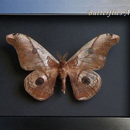 Real Saturn Moth Caligula Simla Framed Entomology Collectible Shadowbox