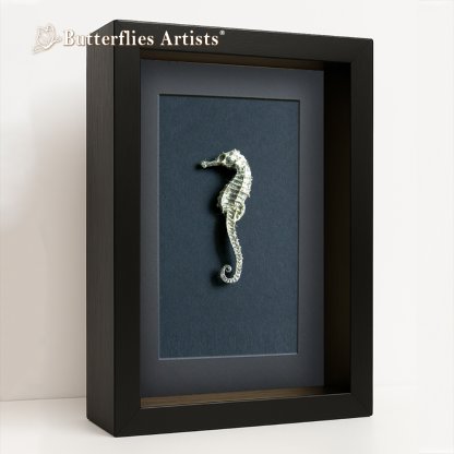 • Hippocampus Erectus Real Seahorse Skeleton Framed Marine Natural History Shadowbox Display