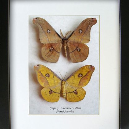 Real Silk Moth Copaxa Lavendera Pair Rare N American Framed Entomology Shadowbox