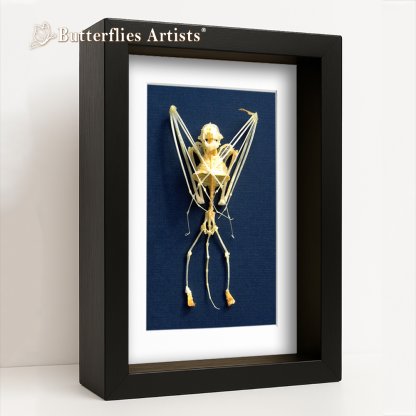 •Scotophilus Kuhlii Real Bat Skeleton Gothic Halloween Decor Framed Shadowbox Display