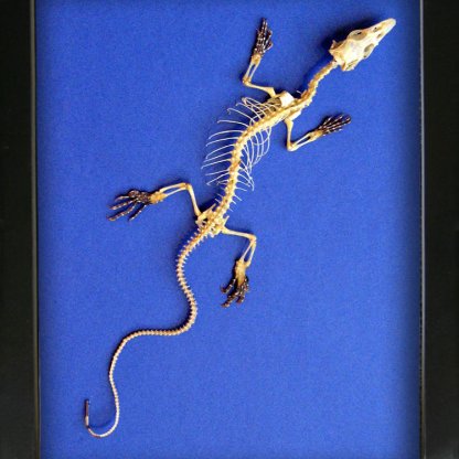 Real Varanus Skeleton Dragon Papuan Savanna Monitor Framed Taxidermy Shadowbox