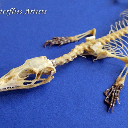 Real Varanus Skeleton Dragon Papuan Savanna Monitor Framed Taxidermy Shadowbox