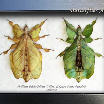 Phyllium Pulchrifolium Walking Leaf Two Rare Forms Framed Entomology Shadowbox
