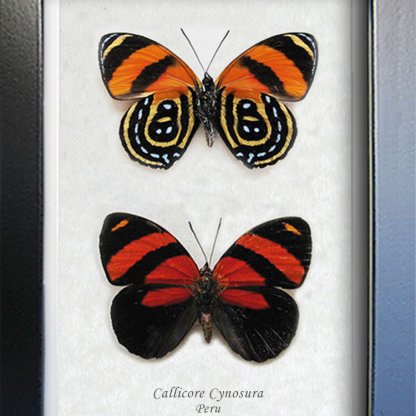 Red Black Eighty-Eight Callicore Cynosura Real Butterflies Entomology Shadowbox