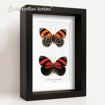 •Callicore Cynosura Front & Verso Red & Black Eighty-Eight Butterflies Set Framed Entomology Shadowbox Display